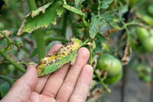 Anthracnose (Early Blight)