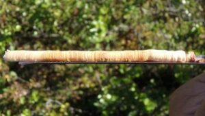 Counting Interior Rings on a Core Sample