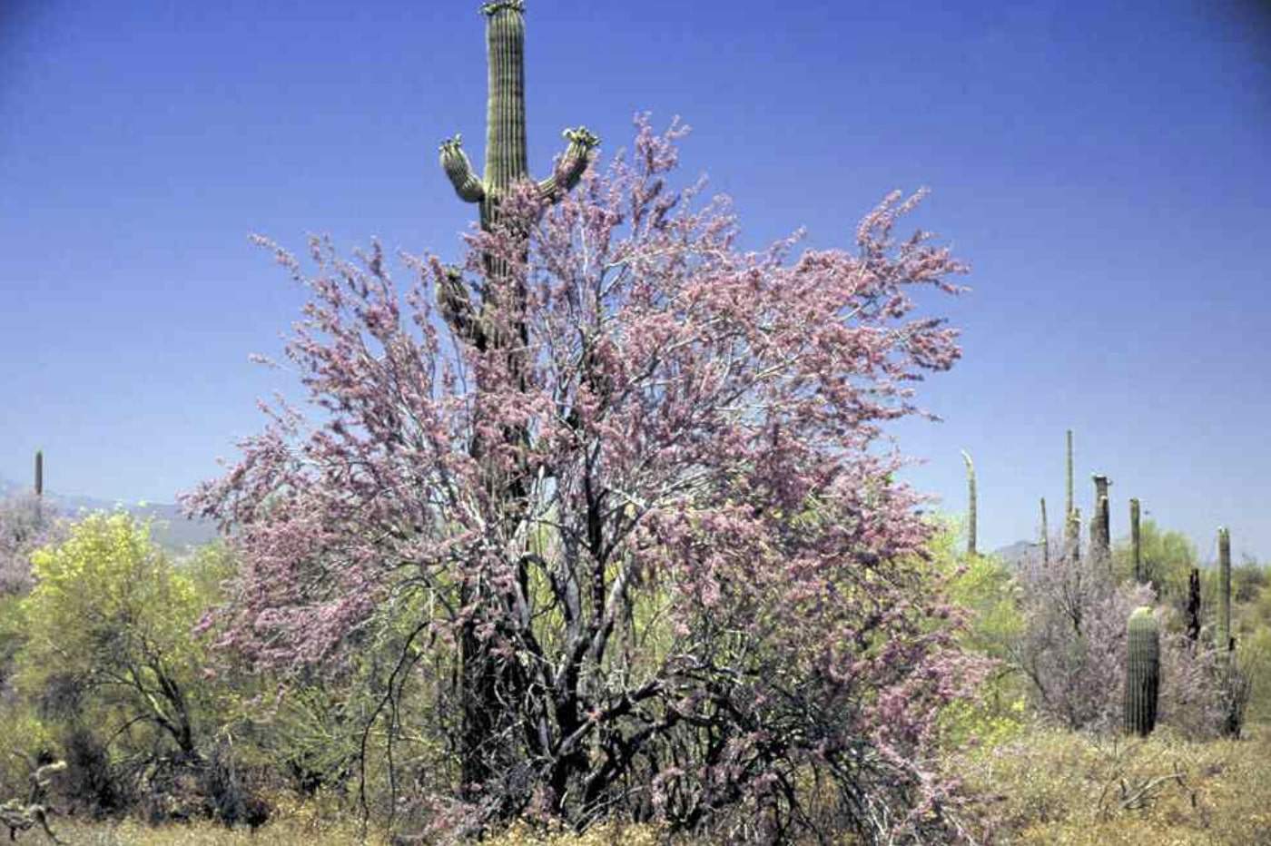 Smooth Bark Trees and How to Identify Them