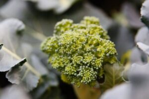 Why Is My Broccoli Flowering? Everything You Need to Know
