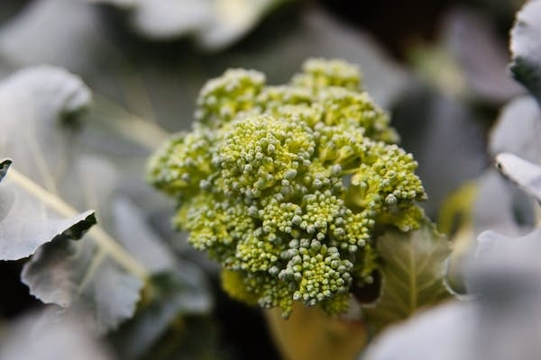 Why Is My Broccoli Flowering? Everything You Need to Know