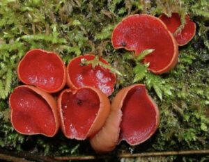 Scarlet Elf Cup (Sarcoscypha coccinea)