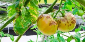 How do I prevent late blight