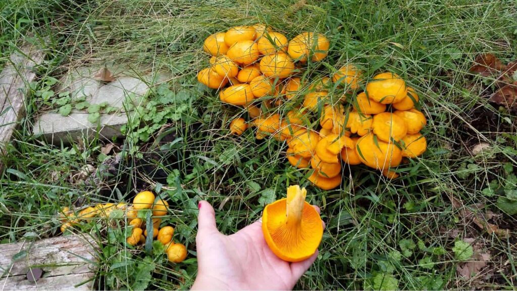 Orange Mushrooms: Things You Should Know