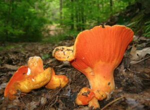 Lobster Mushroom