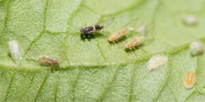 How do I prevent tomato psyllids