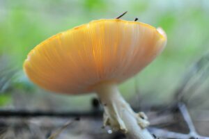 How to get Rid of Orange Mushrooms