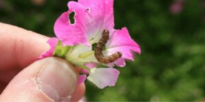 Budworms