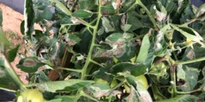 How do I treat late blight