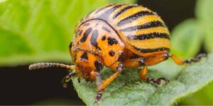 Colorado Potato Beetle