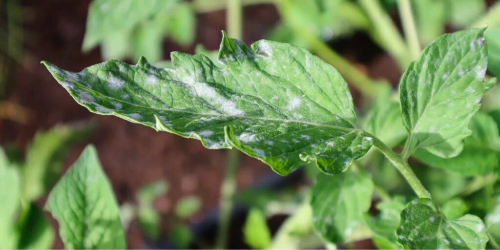 10 Causes of White Spots on Tomato Plants and How To Treat Them