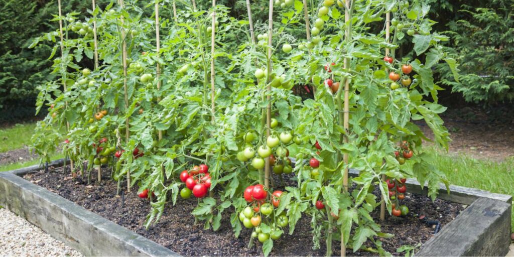 Complete Guide to Growing Tomatoes in Raised Beds