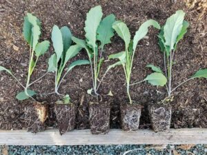 Opt for fast maturing broccoli varieties