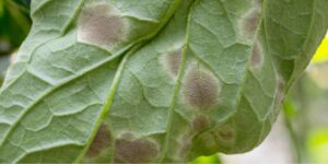 What causes tomato leaf mold
