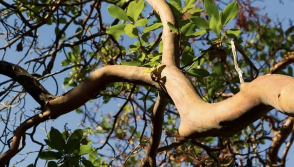 13 Trees with Smooth Bark