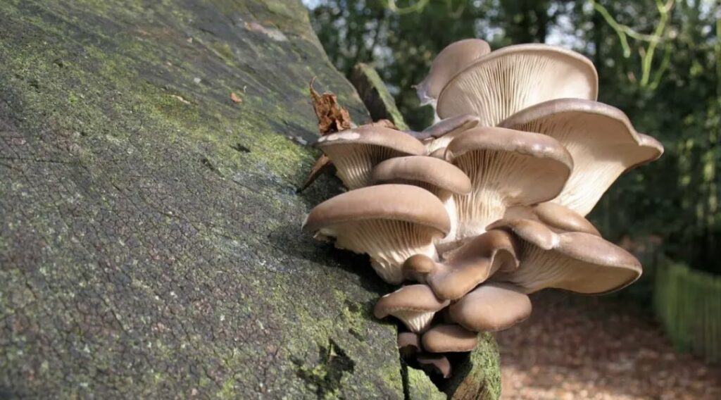 20 Types of Mushrooms That Grow On Trees