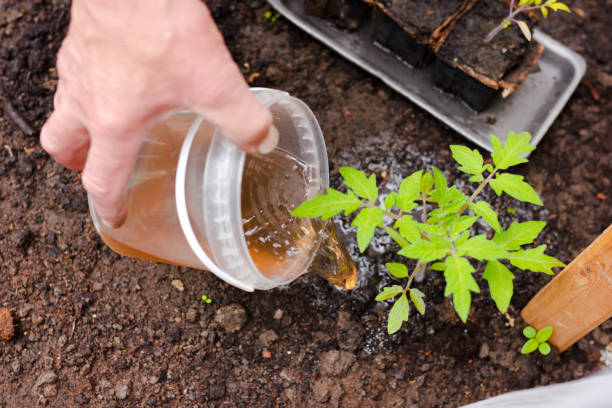 Complete Guide to Fertilizing Tomatoes