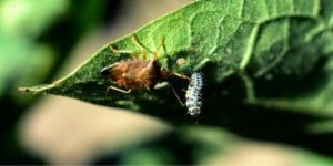 What causes stink bugs