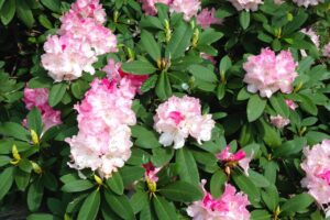 Rhododendron