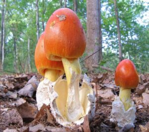 Jackson’s Slender Amanita or American Slender Caesar