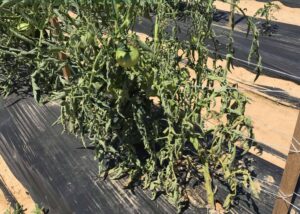 Southern Blight