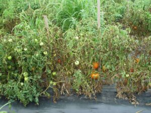 How do I save my tomato plant from bacterial canker
