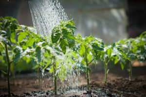 How often should you water tomatoes