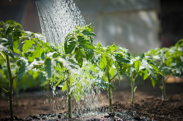 How often should you water tomatoes