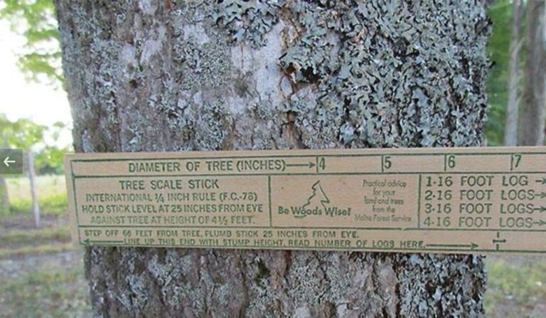 How much do trees weigh: Formula and Factors affecting the Weight of a Tree