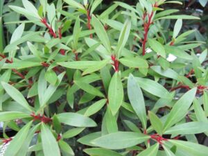 Mountain pepper