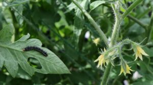 Stalk Borer