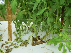 How do I save my tomato plant from the tomato spotted wilt virus