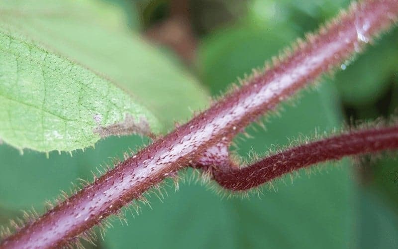 15 Plants With Red Stems