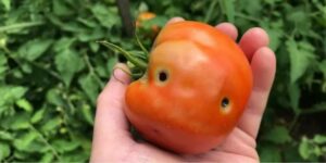 Holes in Fruits