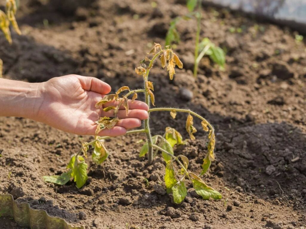 14 Reasons Your Tomato Plant is Wilting & How To Save It