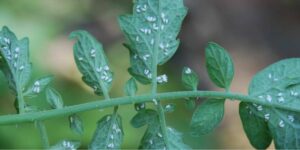 What are the effects of whiteflies