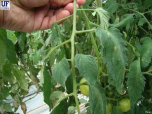 Bacterial Canker