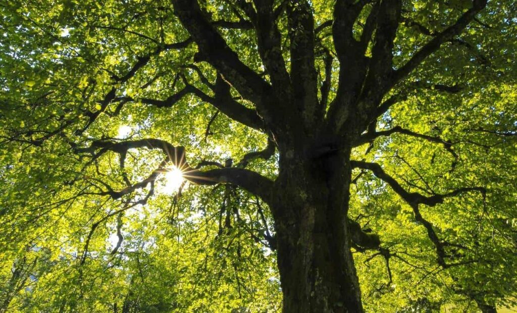 5 Ways to Tell How Old A Tree Is