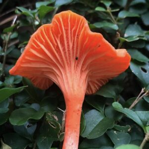 Cinnabar Red Chanterelle (Cantharellus Cinnabarinus)