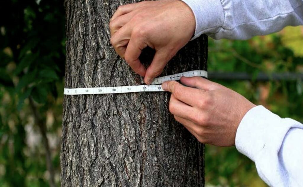 How to Calculate the Weight of a Tree