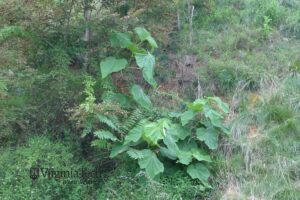 Paulownia Tree