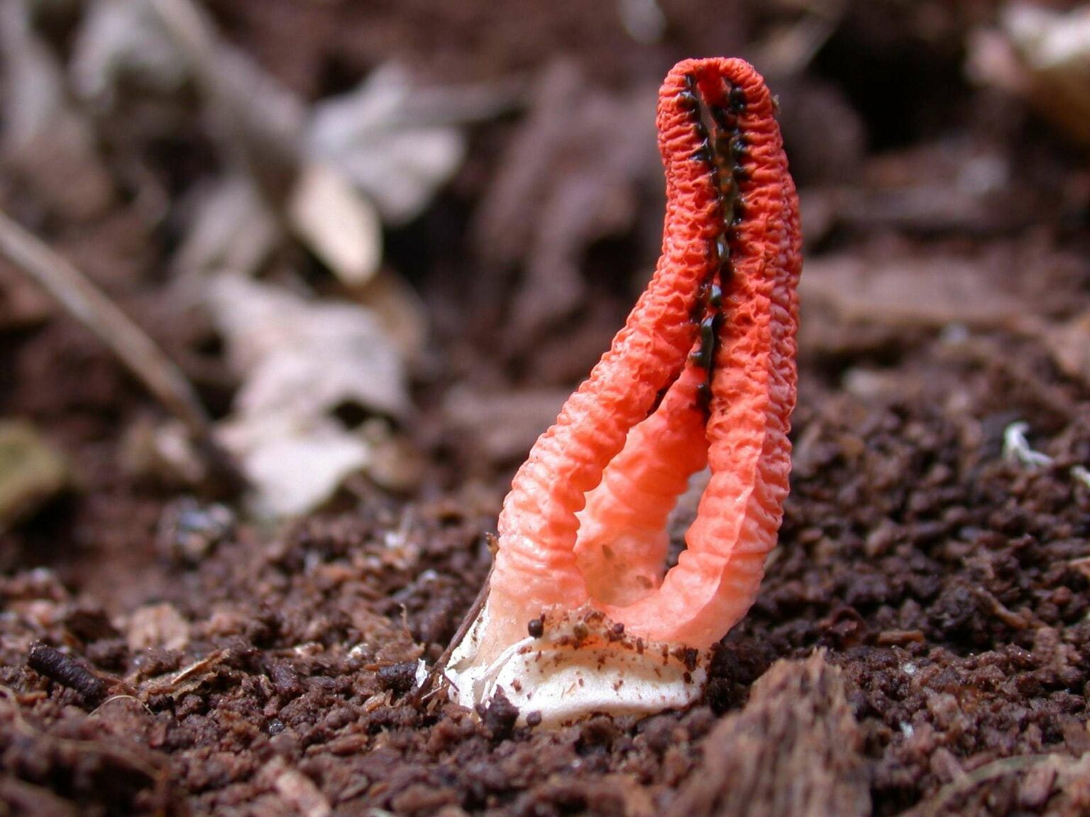 20 Ugly Flowers in the World Today
