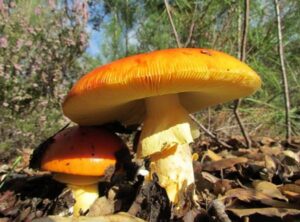 Caesar’s Mushroom