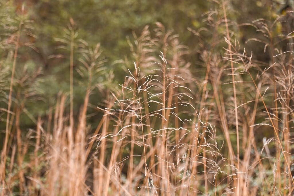 12 Tall Weeds With Thick Stalks: Identification and Pictures