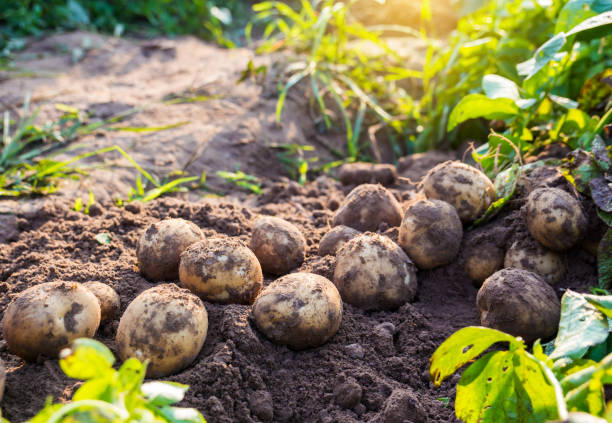 What You Need to Know About Harvesting Potatoes