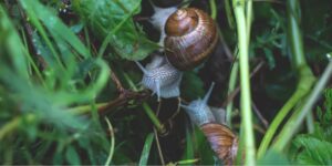 Slugs and snails