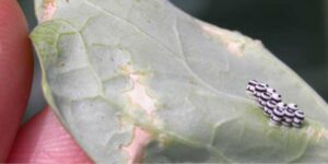 What are the effects of stink bugs