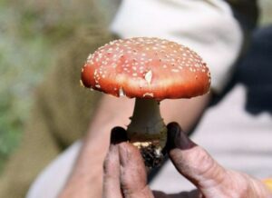 Are there edible red mushrooms