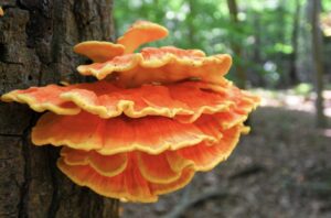 Chicken of the Woods
