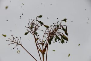 15 Explosive Plants that Reproduce By Ballistic Seed Dispersal